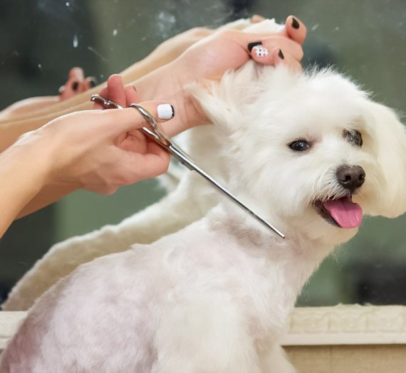 How Groomers Use Colours to Colour Dogs